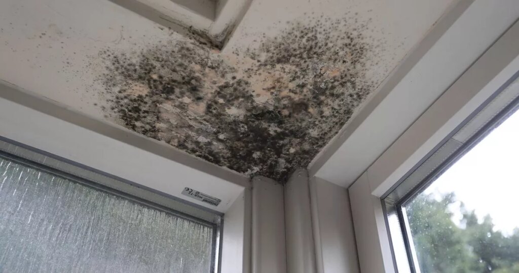 News: Tenants can now sue landlords for cold and mouldy homes