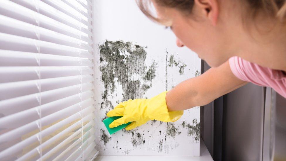 News: Black mould: How dangerous is it in the home and how can it be treated?