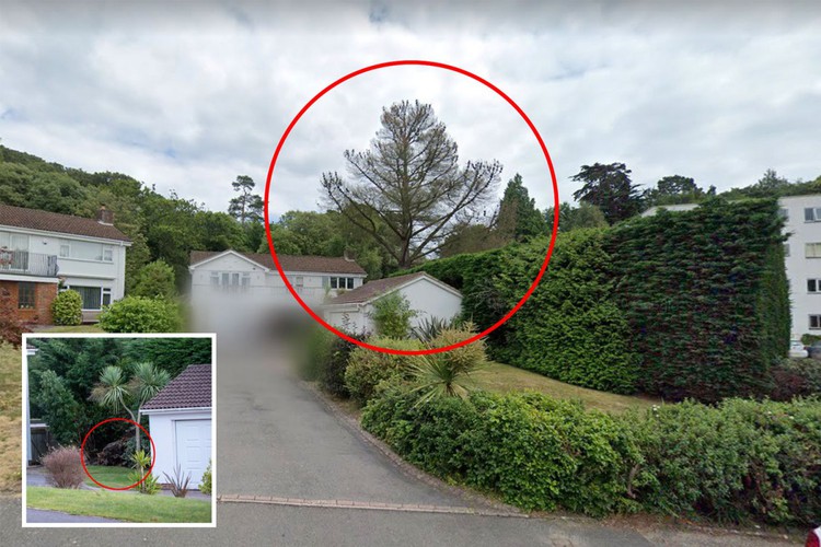 News: Homeowner ‘killed protected tree that blocked sun from his £900k house’