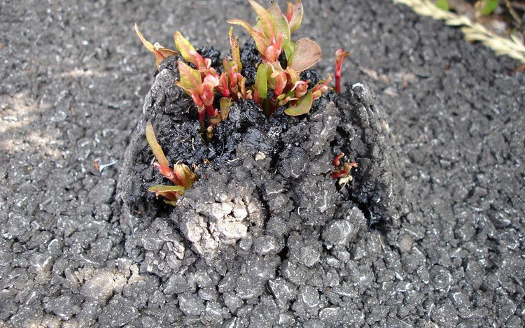 News: Japanese knotweed cannot be cured, major study which tried 19 methods finds