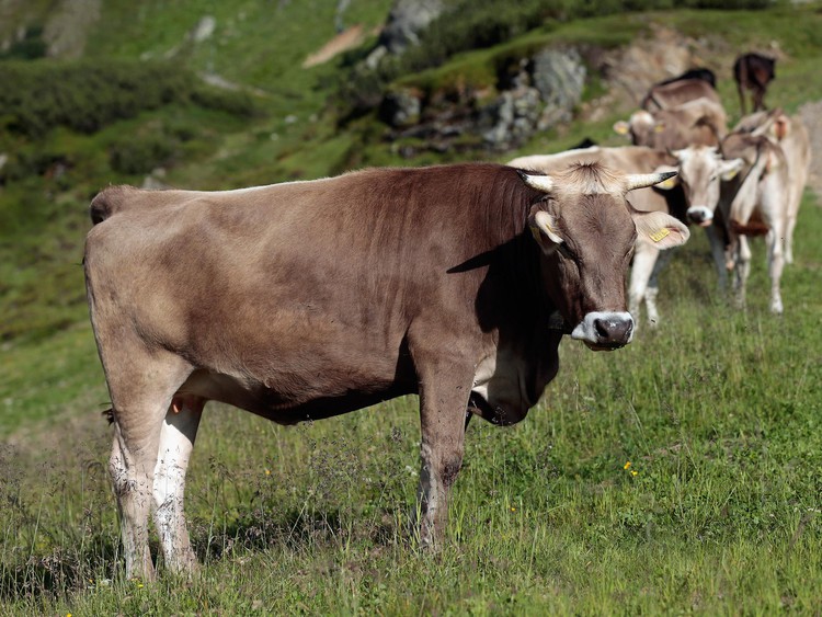 News: Farmer ordered to pay £425,000 after tourist killed by herd of cows