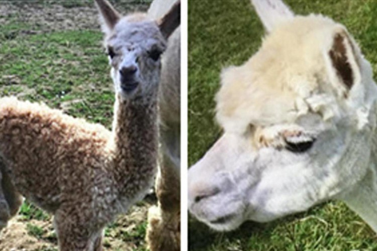 News: Owners of three alpacas beaten to death in Buckinghamshire suspect ‘foul play’ after bitter planning dispute