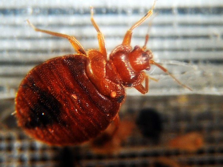 News: British cities face a bed bug epidemic, experts say