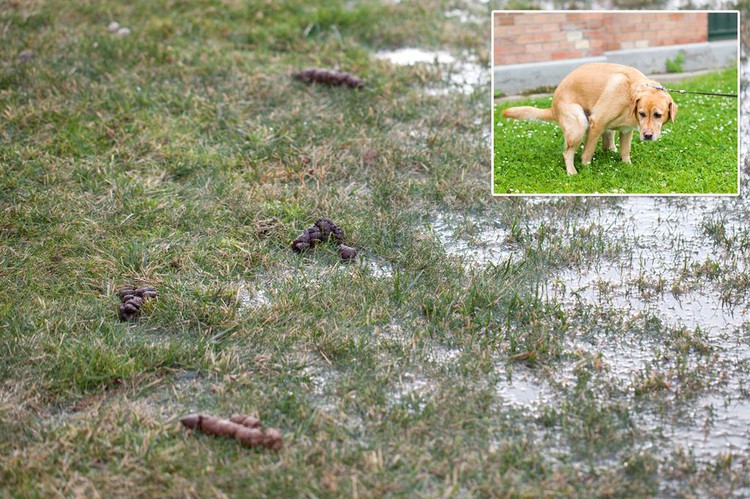 News: Dog owner fined £1,500 after failing to comply with an abatement notice