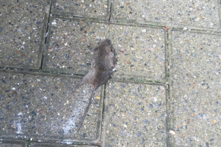 News: LSE students to get £500 each for their ‘appalling’ living conditions