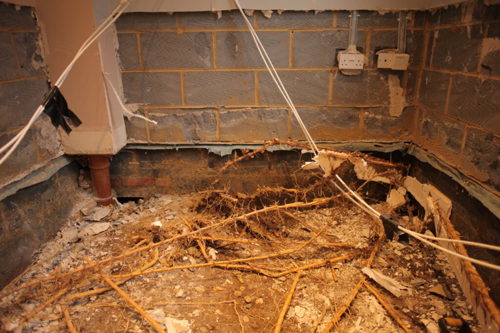 News: Bamboo grown by neighbour causes £100k of damage as it spread under property