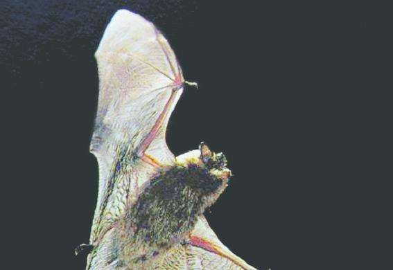 News: Property company Knightspur Homes ordered to pay £20,000 after destroying bat habitat near Edenbridge