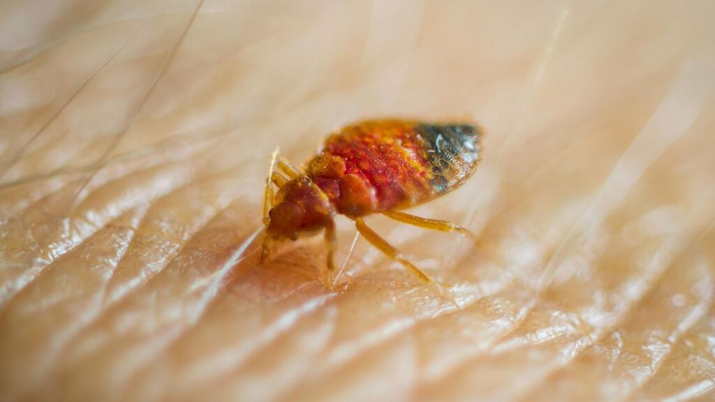News: Housewife spared jail after bedbug poison kills girl who lived next door