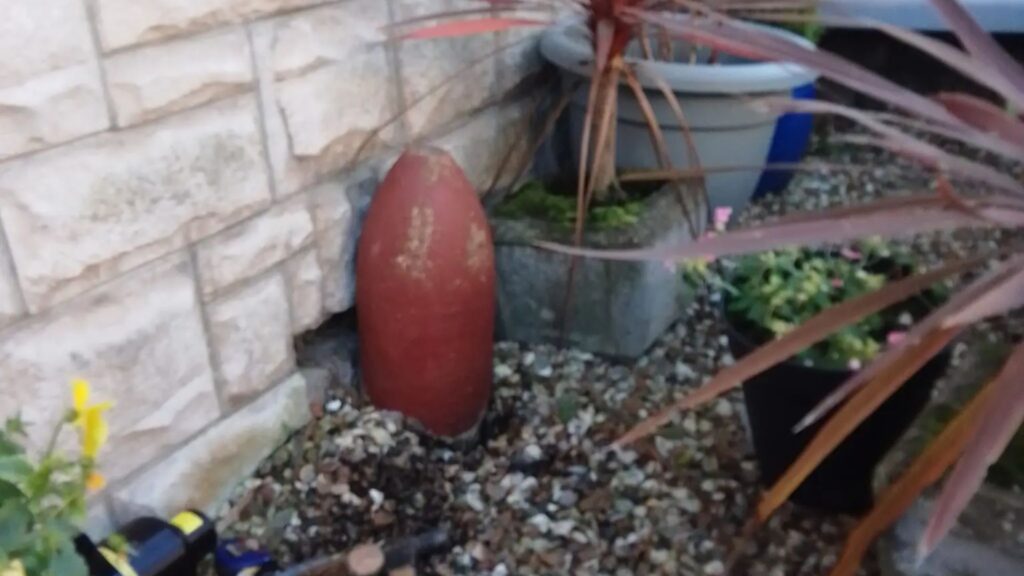 News: I kept what I thought was ordinary garden ornament but it turned out to be live BOMB… it could have exploded at any time