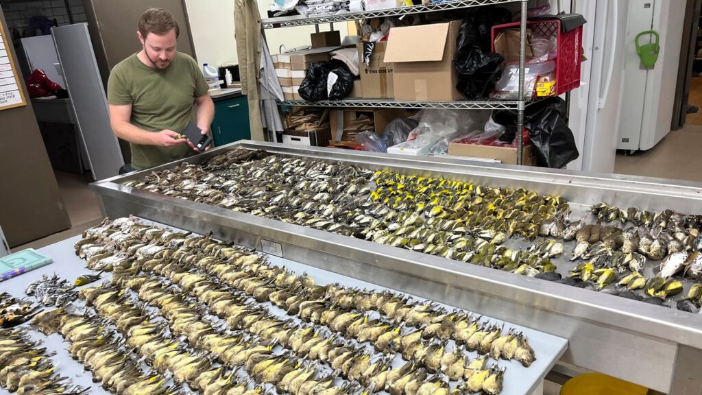 News: 1,000 birds die in one night after smashing into conference hall windows